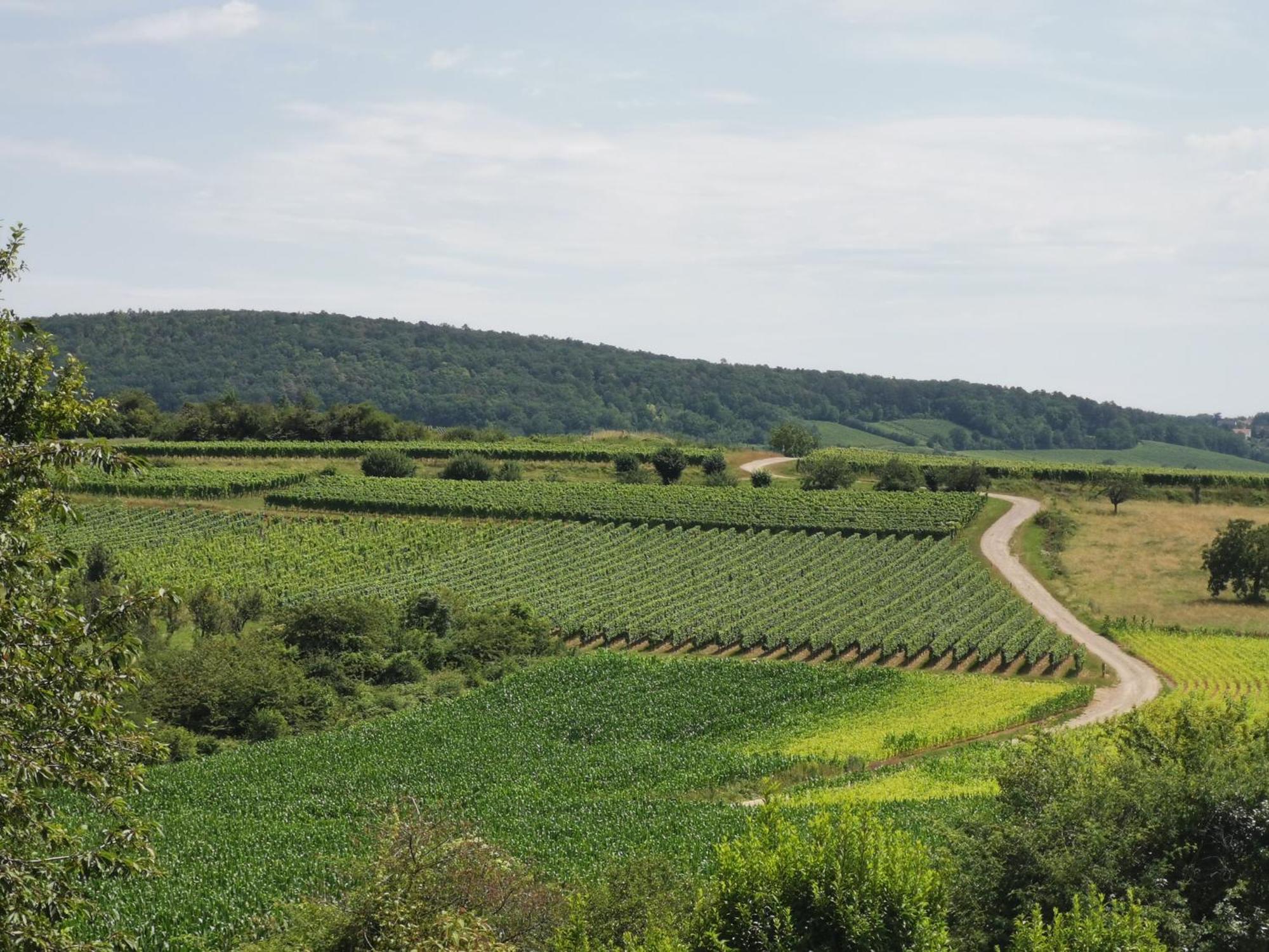 Studio Spacieux, Route Des Vins Rosheim Extérieur photo